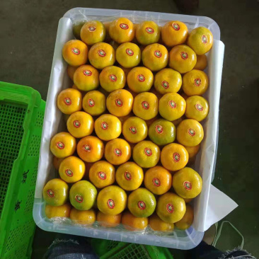 云南蜜橘