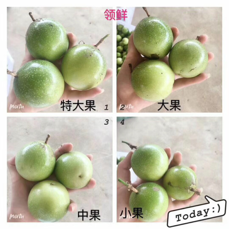 百香果黄金百香果实力一件代发日5000单真正源头货