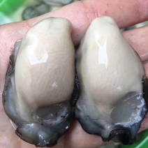 生蚝肉大量批发新鲜生蚝肉实拍