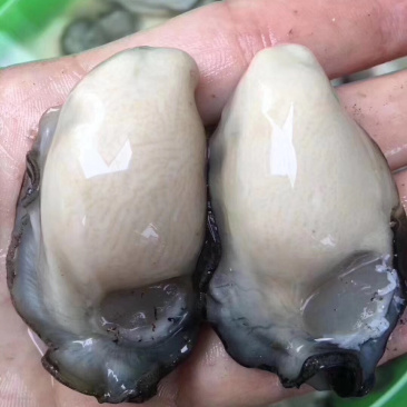 生蚝肉大量批发新鲜生蚝肉实拍