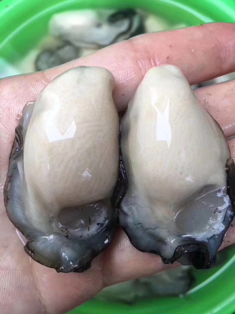 生蚝肉大量批发新鲜生蚝肉实拍
