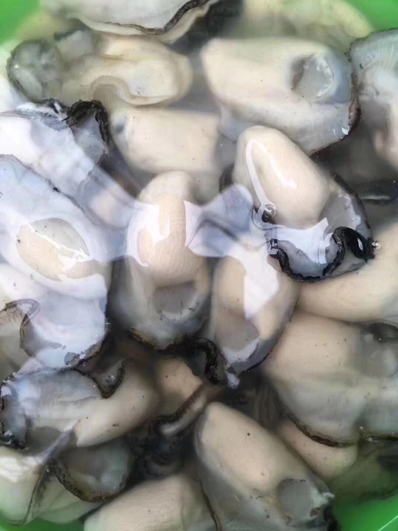 生蚝肉大量批发新鲜生蚝肉实拍