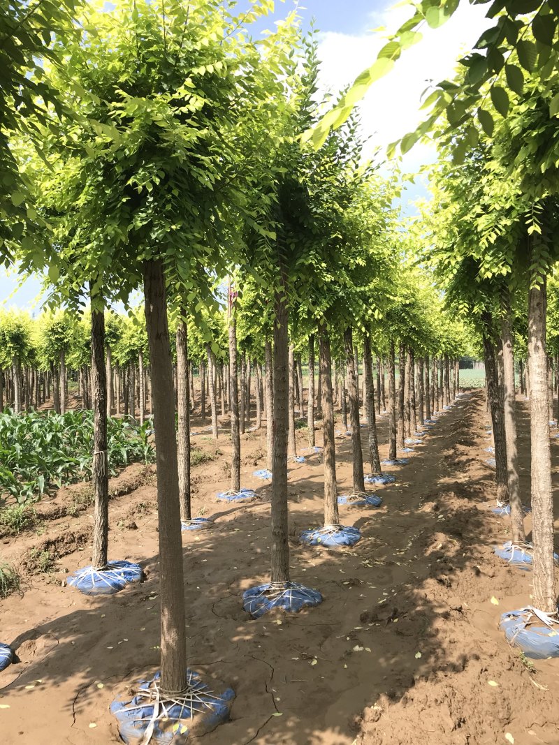 假植金叶榆，10公分金叶榆两年帽！批发批发