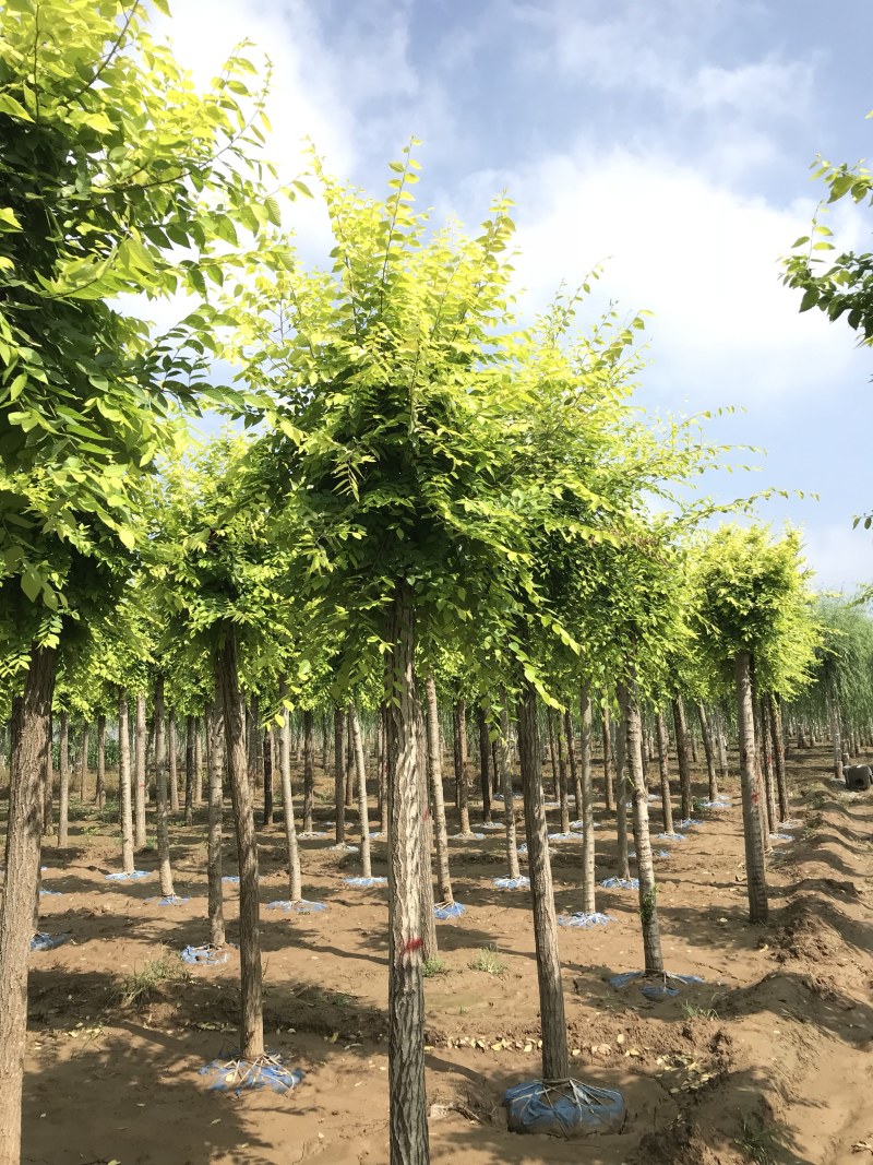 假植金叶榆，10公分金叶榆两年帽！批发批发