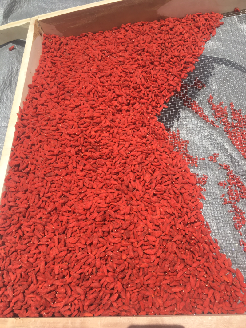 头茬枸杞无硫无污染个头大味道甜色泽鲜艳无硫支持一件代发