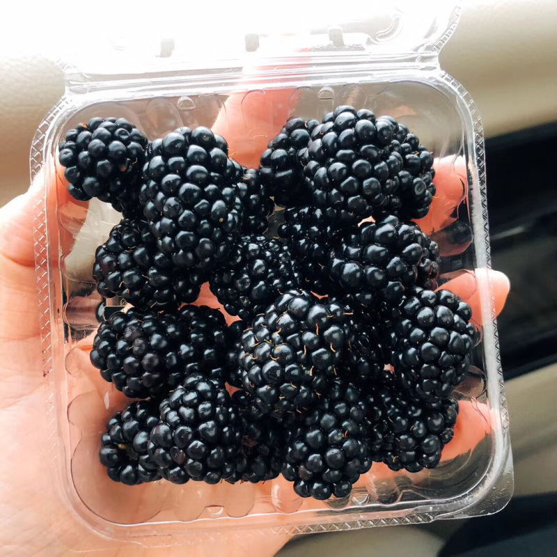 大量黑莓供应量大好谈