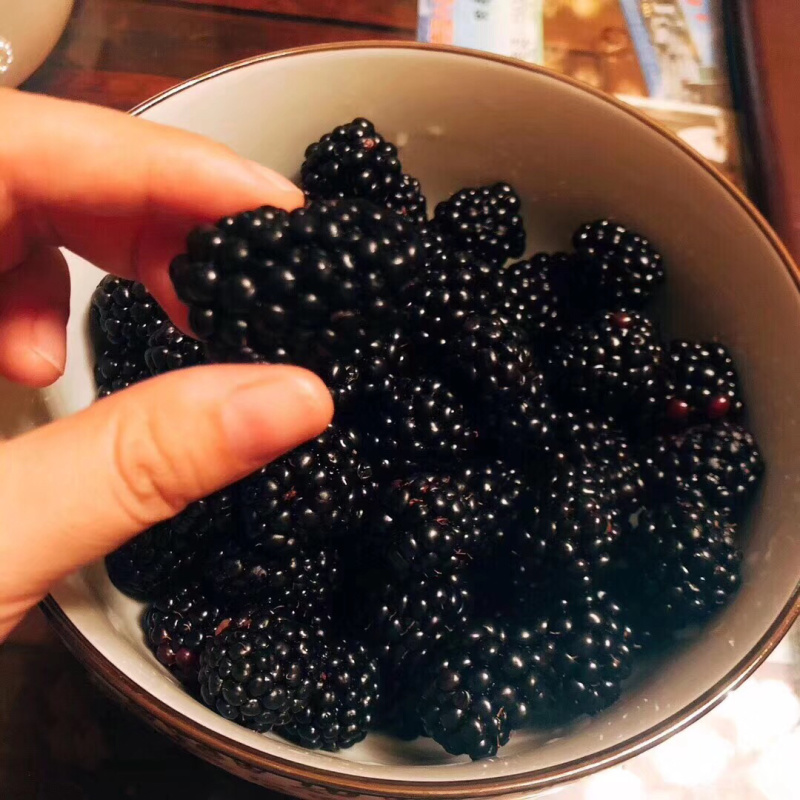 大量黑莓供应量大好谈