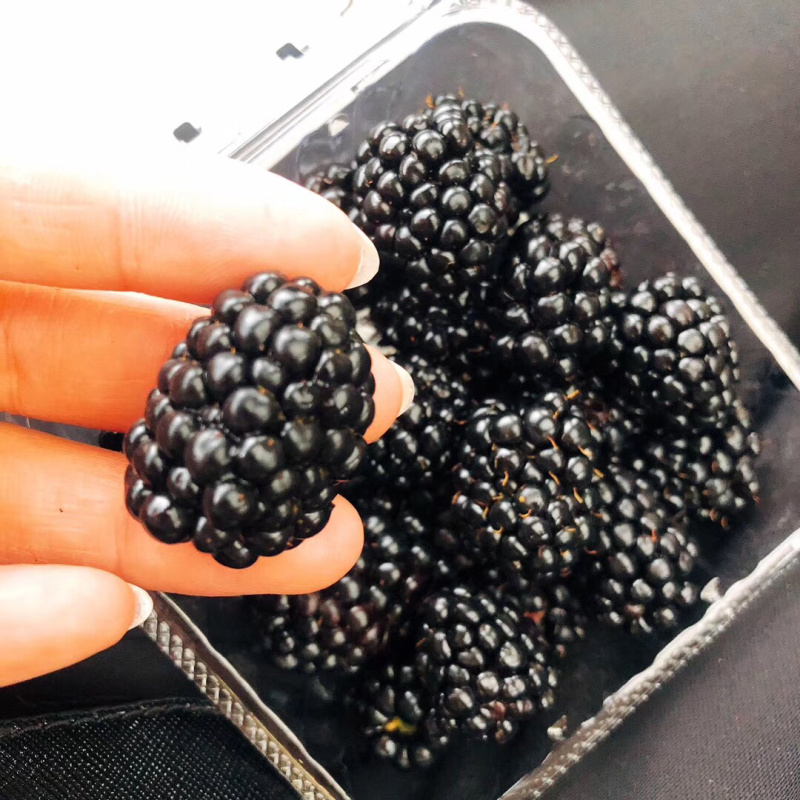 大量黑莓供应量大好谈
