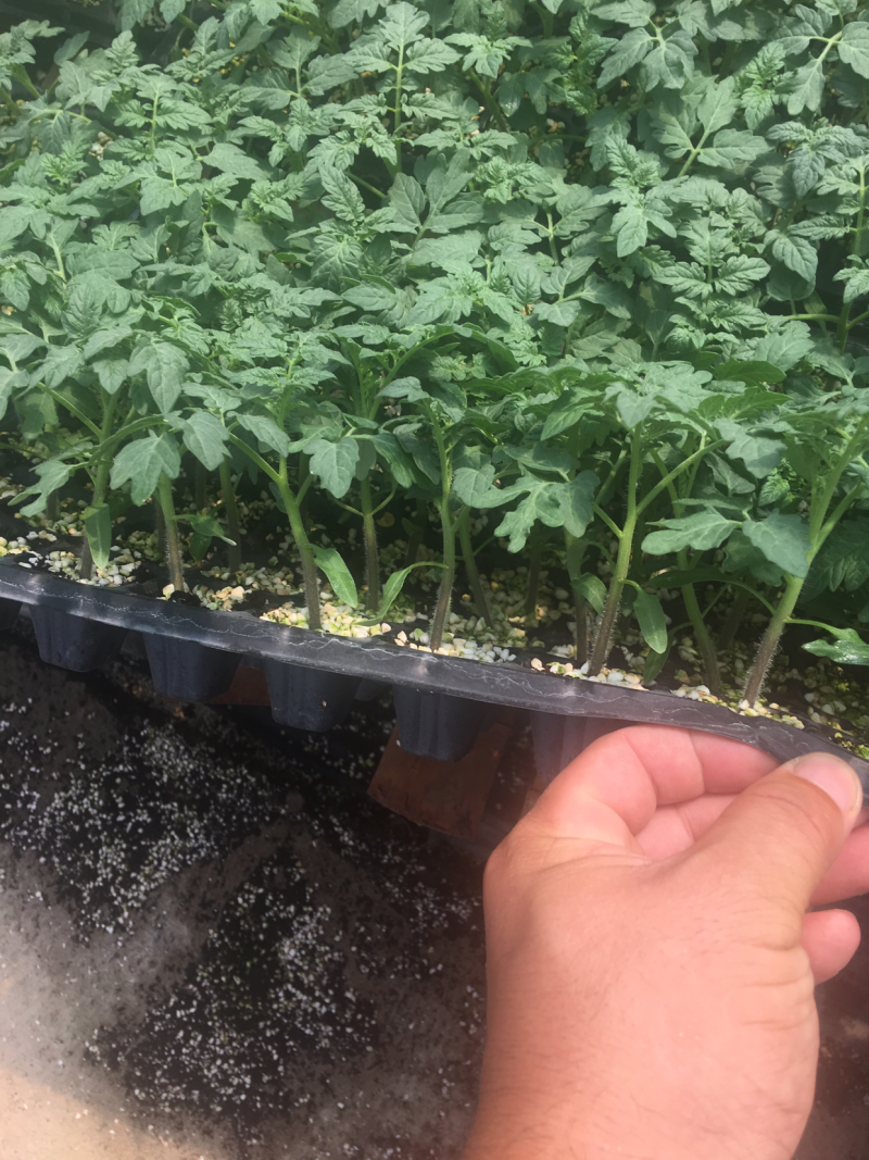 西红柿苗，大果粉果苗，西红柿番茄苗，大果型