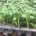西红柿苗，大果粉果苗，西红柿番茄苗，大果型