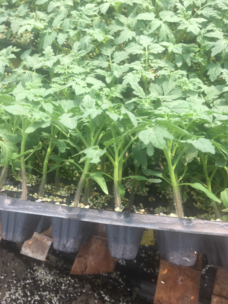 西红柿苗，大果粉果苗，西红柿番茄苗，大果型