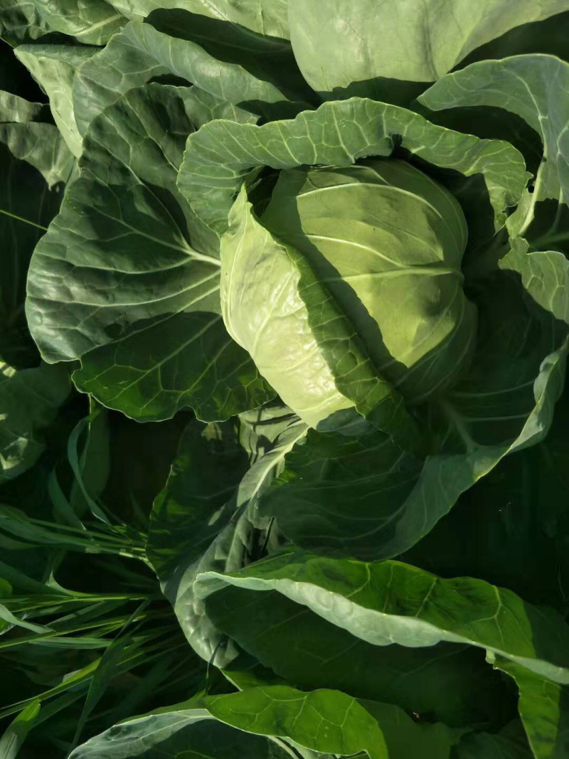 圆白菜