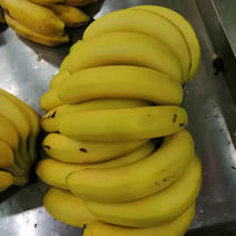福建香蕉基地0.8大量供货质量好，专注品质！