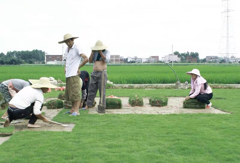 大叶草，台湾草