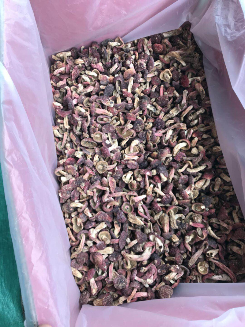 24年批发云南红菇野生大红菇菇丁野生菌干货