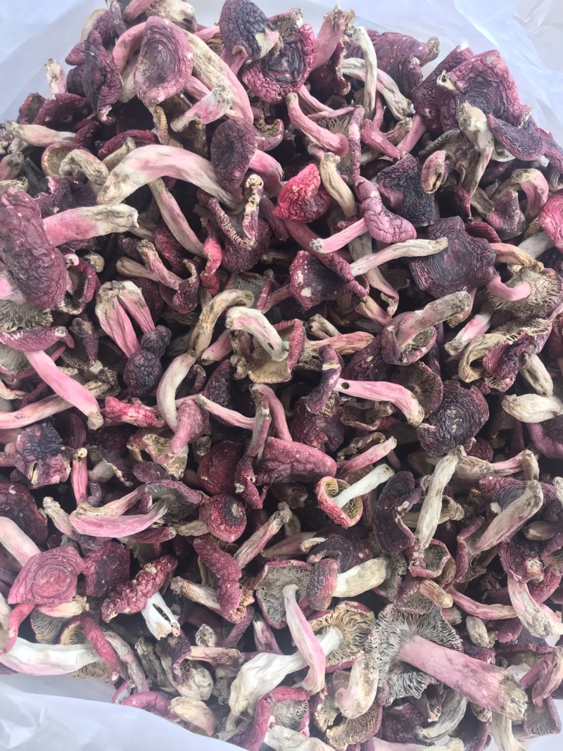 24年批发云南红菇野生大红菇菇丁野生菌干货