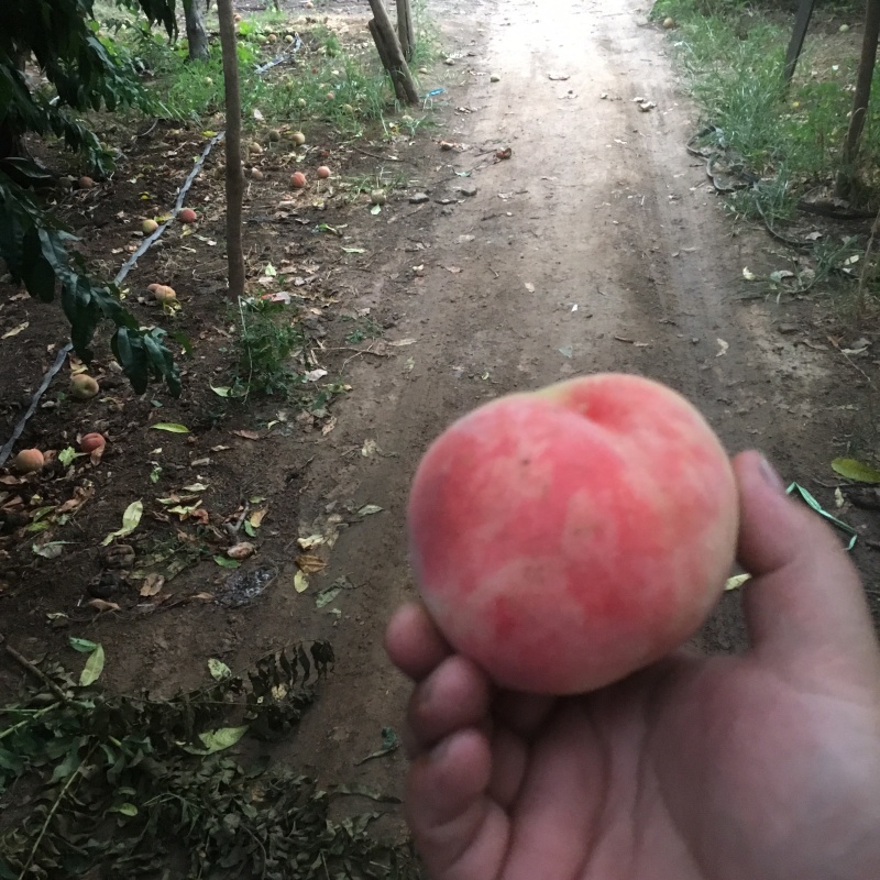 离核水蜜桃味甜美味道正，正宗口感，果面干净。