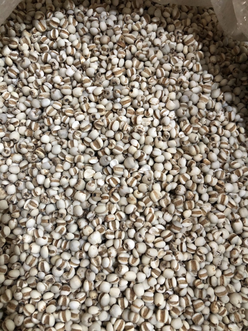 【舜波中药材】小薏米量大从优