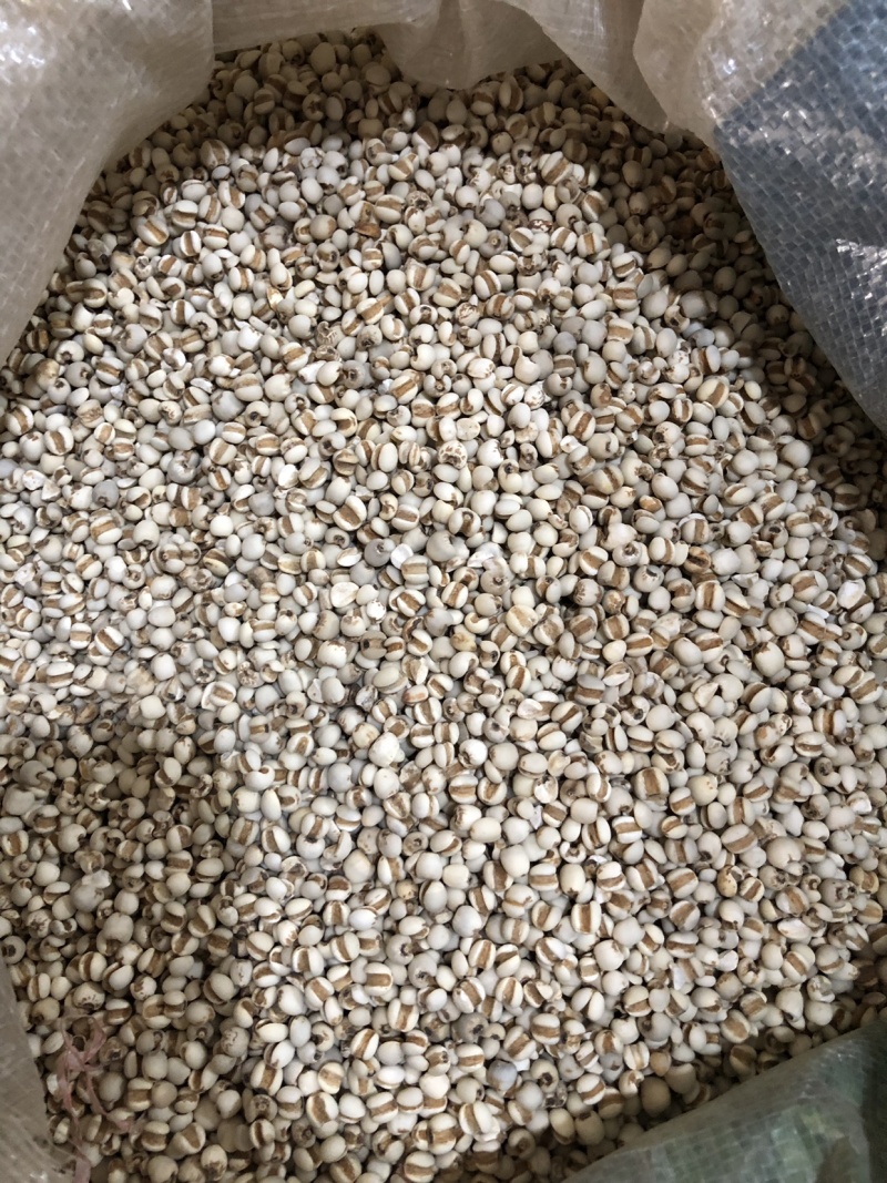 【舜波中药材】小薏米量大从优