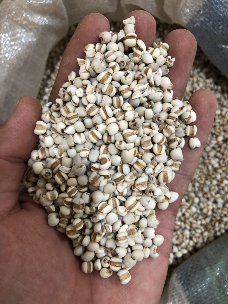 【舜波中药材】小薏米量大从优