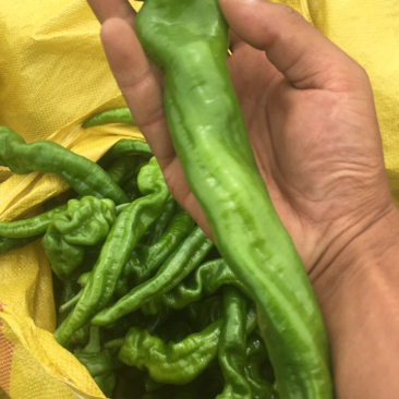 螺丝椒