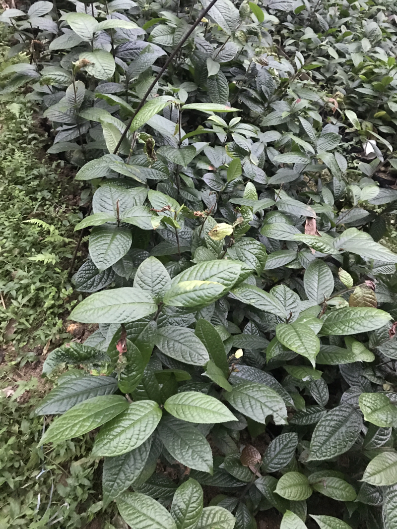 金花茶树苗