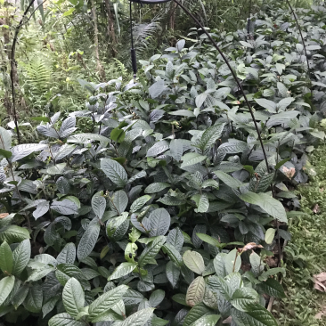 金花茶树苗