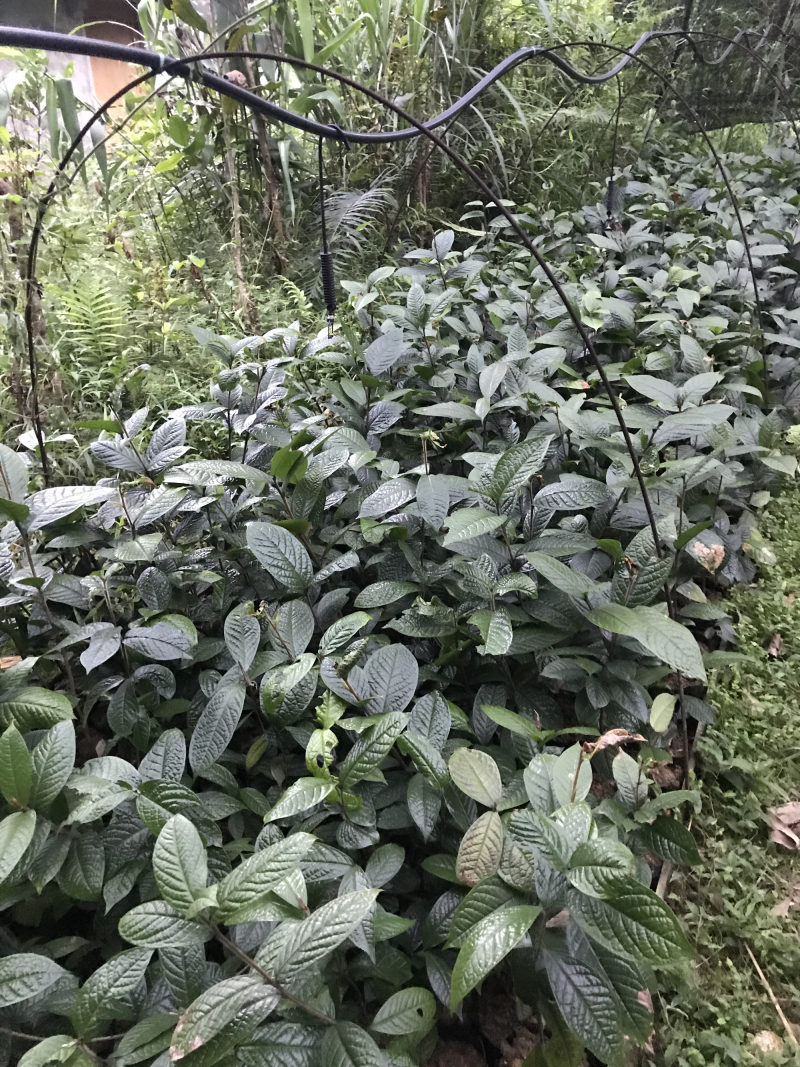 金花茶树苗