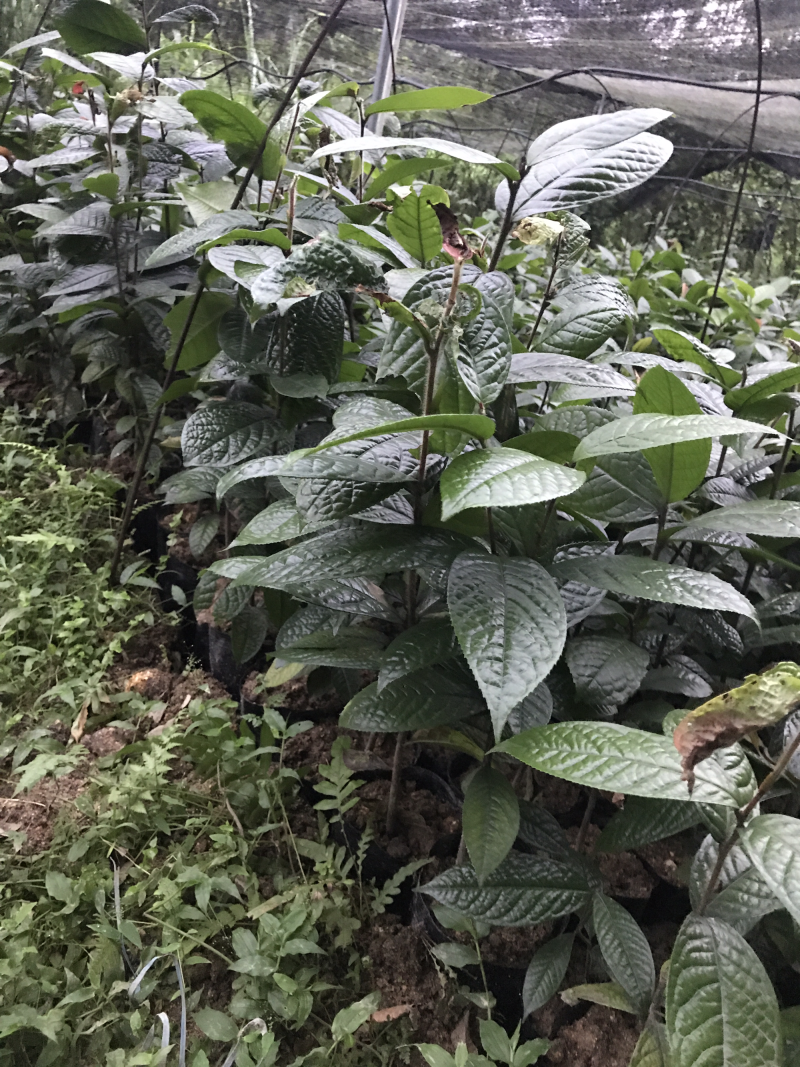 金花茶树苗