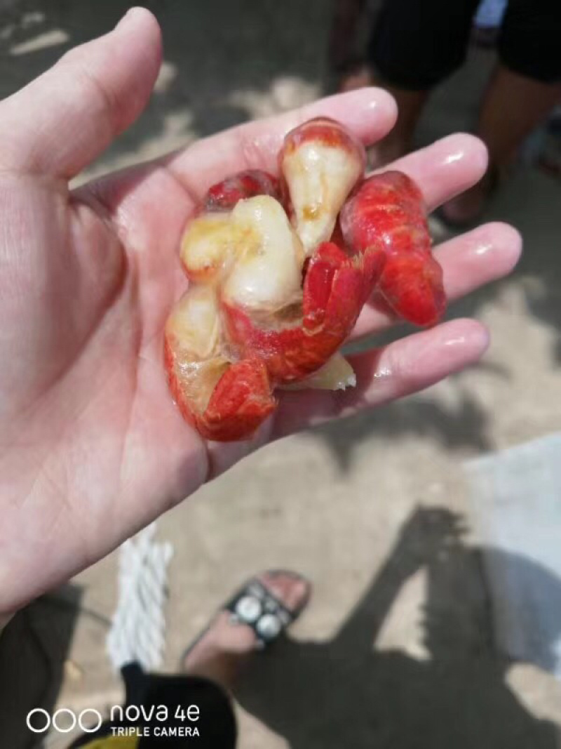 特级虾尾