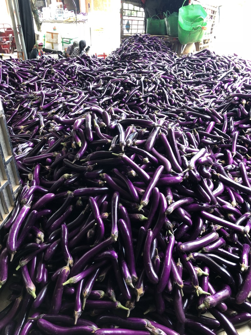 茄子广西南宁市西乡塘区坛洛镇