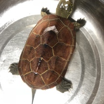 乌龟草龟宠物龟