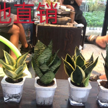 虎皮兰多肉植物绿植基地一手批发