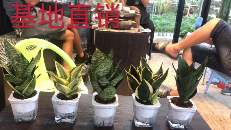 虎皮兰多肉植物绿植基地一手批发