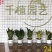 虎皮兰多肉植物绿植基地一手批发