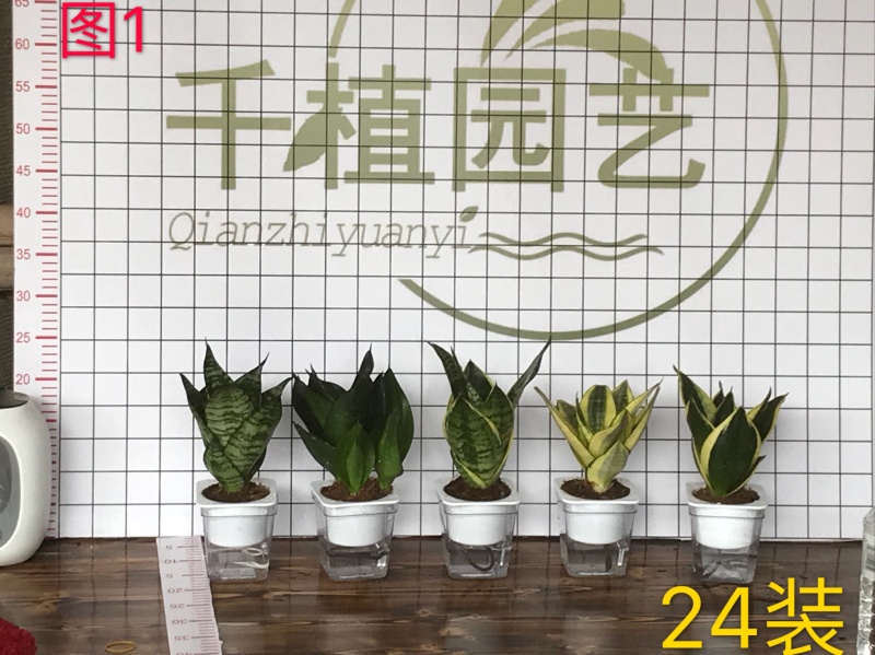 虎皮兰多肉植物绿植基地一手批发