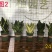 虎皮兰多肉植物绿植基地一手批发