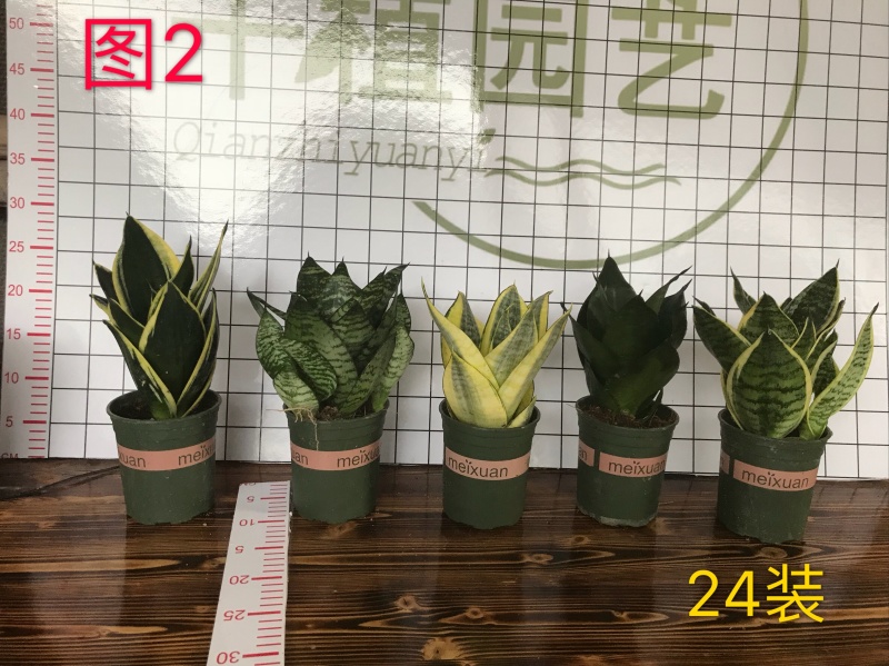 虎皮兰多肉植物绿植基地一手批发