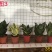 虎皮兰多肉植物绿植基地一手批发