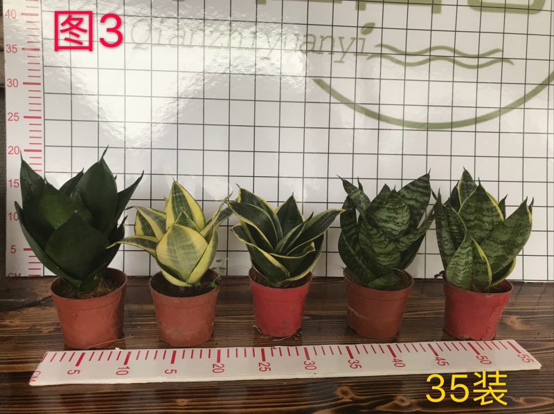 虎皮兰多肉植物绿植基地一手批发