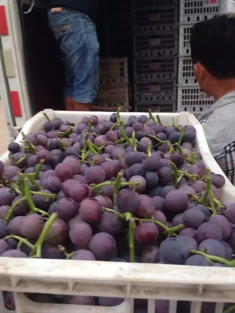 巨峰葡萄，诚信经营，葡萄基地，一次合作终身朋友