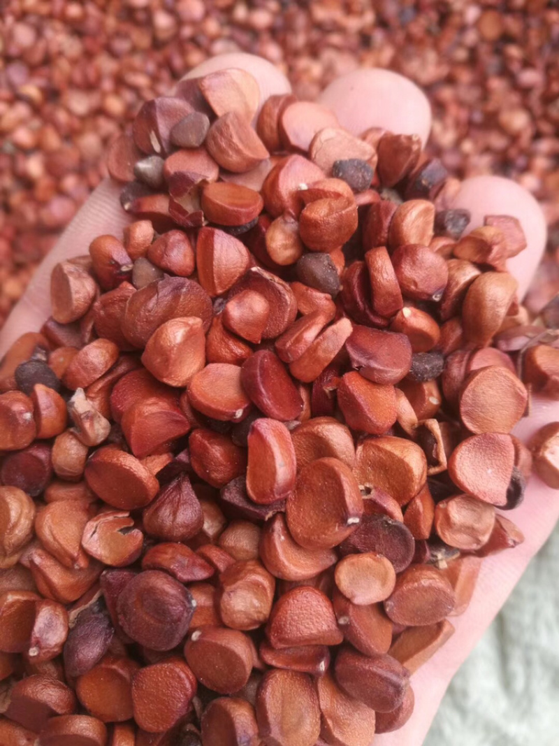 黄菖蒲种子黄花燕尾种子花菖蒲种子水生植物种子耐寒四季播种