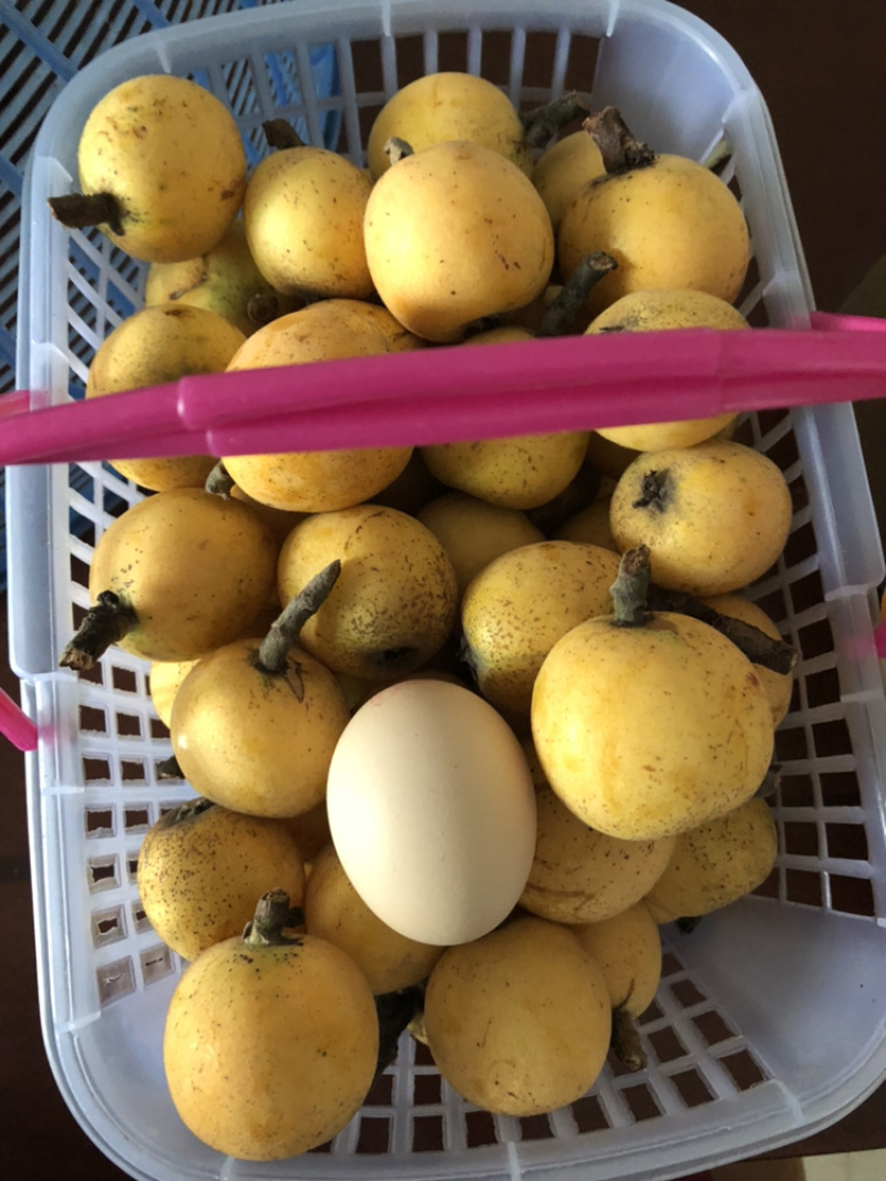供应枇杷小，中，大苗