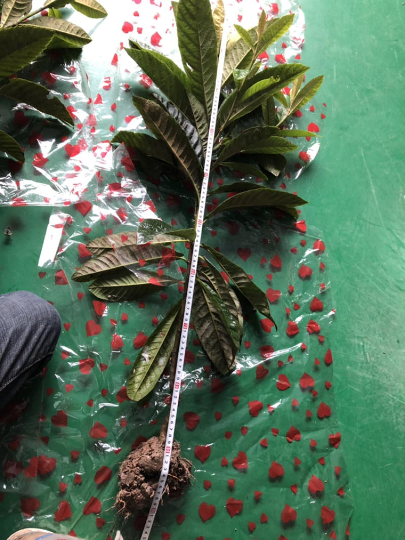 供应枇杷小，中，大苗
