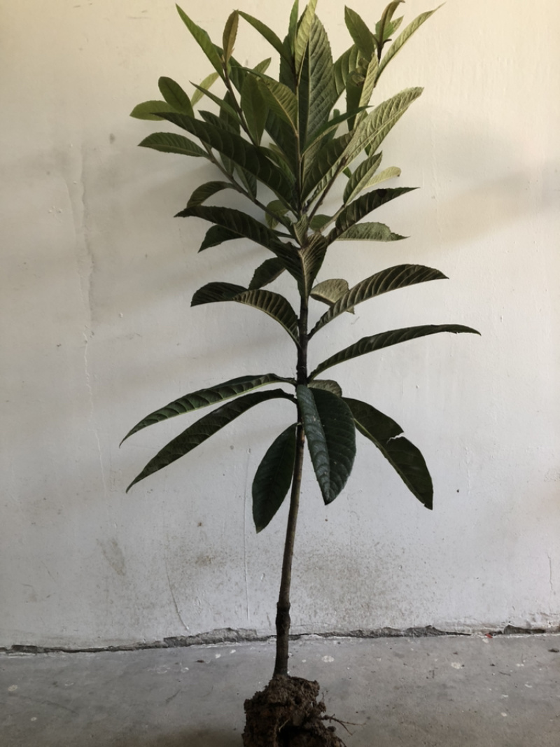 供应枇杷小，中，大苗