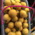 供应枇杷小，中，大苗