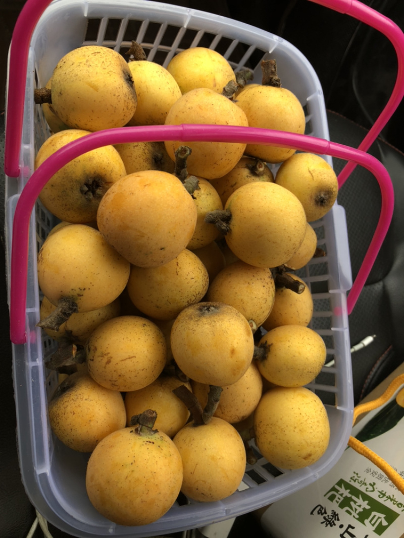 供应枇杷小，中，大苗