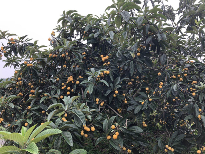 供应枇杷小，中，大苗