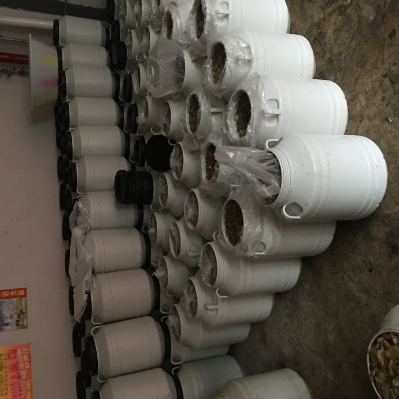 盐水菌松蘑红乳菌等野生干菌批发