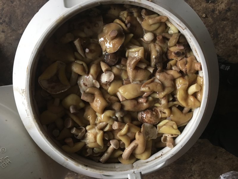 盐水菌松蘑红乳菌等野生干菌批发